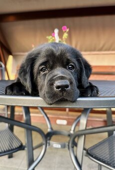 Labradorský Retriever s PP - 8