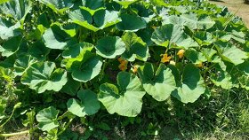 Kvalitní koňský hnůj - 8