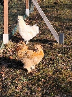 Hedvábnička EU - 8