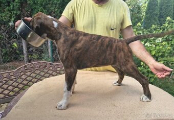 Nemecky boxer - 8