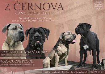Cane corso s PP - 8