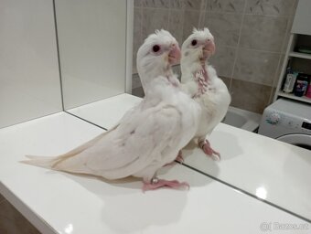 Korelky ručně dokrmené Brno - 8