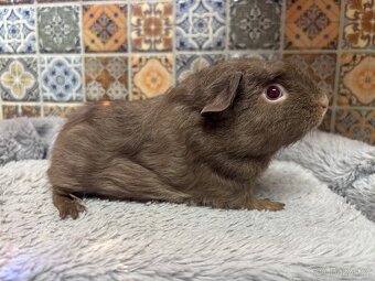 Morčátka uk crested, bráškové - 8