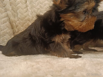 York Yorkšírský teriér úžasná štěňátka Podívejte se na video - 8