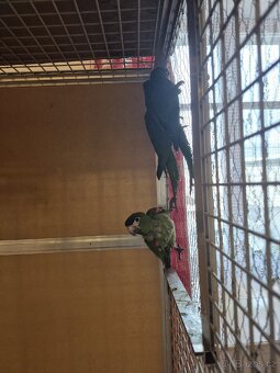 Ara Nobilis na prodej - 8