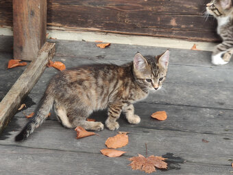 Mainská mývalí - kříženci - 8