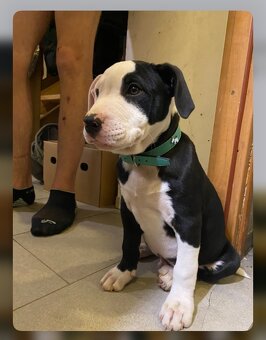 X American bully staford pitbull - 8