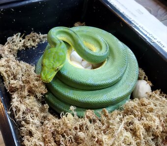 Morelia viridis Lereh - 8