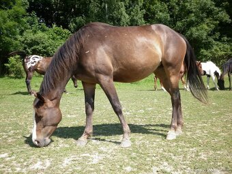Tříletá klisna Appaloosa - 8