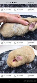 Nabídka morčátek z chovatelské stanice - 8