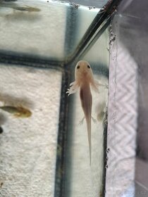 Axolotl Mexický - 8
