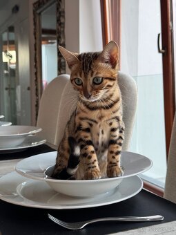 Bengálská kráska 🐾 - 8