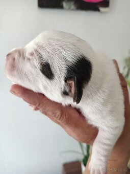 Jack russel teriér - 8