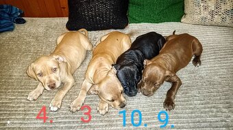 štěňata Pitbull,Americký Pitbull teriér - 8