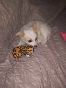 Prodám barevné  štěňátka Bisonek - 8