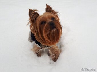 Yorkšírský teriér krytí, připuštění - 8