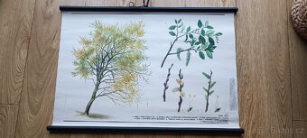 Školní plakáty stromy - 8