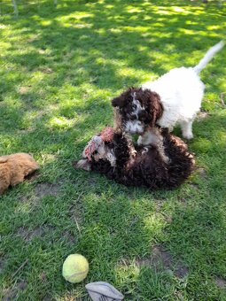 Lagotto romagnolo ( italský vodní pes) - 8