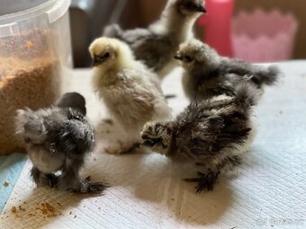 Hedvábnička velká 8-10dní 🐣🐣🐣 - 8