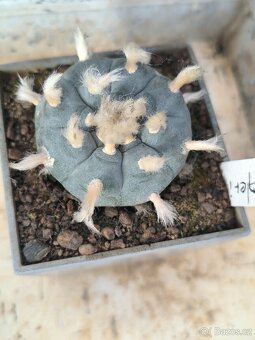 Kaktusy a sukulenty - 8