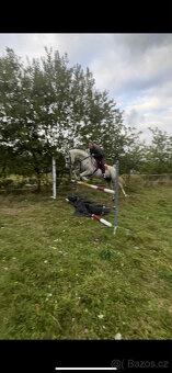 Připouštění čistým arabským hřebcem - 8