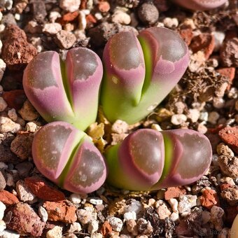 Lithops - Conophytum - 8