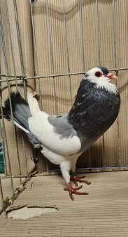 Český stavák modrý sedlatý - 8