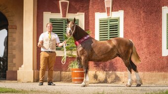 Welsh cob - hřebeček (možnost luxusní páry do kočáru) - 8