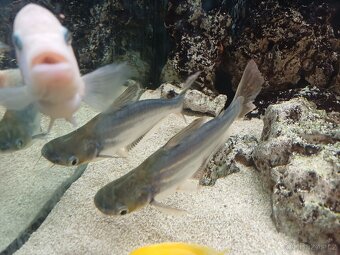 Sumeček žraločí (Pangasius sutchi) - 8