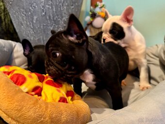 Francouzský buldoček – štěňátka - 8