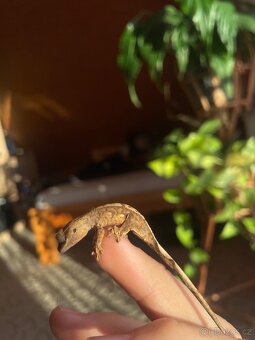 Pagekon řasnatý - 8