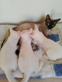 Předu, pletu, háčkuju - 8