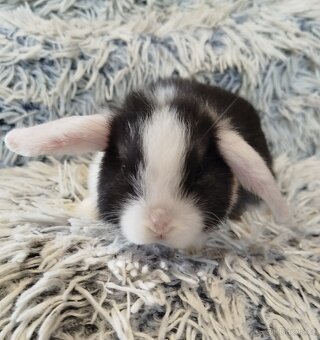 Minilop - anglický zakrslý beránek s VP - 8