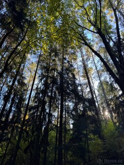 Prodej lesního pozemku v k.ú. Hostice - 8