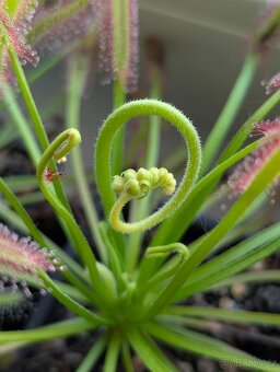 Rosnatka kapská, Drosera capensis - 8