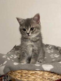 koťátko bez PP (kocourek tmavý) - 8