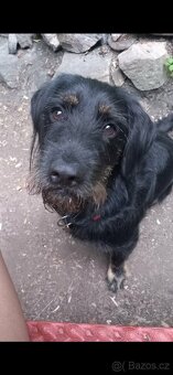 Štěňata křížence - 8