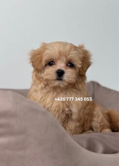 Maltipoo F1 caramel 3 měsíce 1500€‼️ Momi - 8