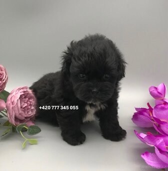 Maltipoo F1 caramel 3 měsíce 1500€‼️ Momi - 8