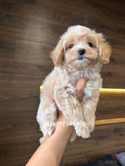 Maltipoo F1 fenka Kamila - 8
