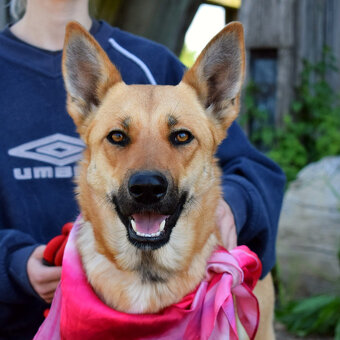 Krásna ovčanda Boženka k adopci - 8