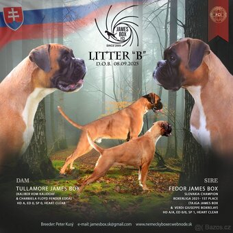 Nemecký boxer- bielý psík s PP - 8