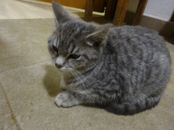 NABÍZÍM KŘÍŽENOU MODROU KOČIČKU (MAINSKÁ x SIBIŘSKÁ) - 8