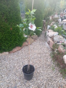 Prodám přebytky rostlin - 8