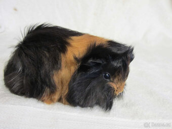 Morče peruánec - 8