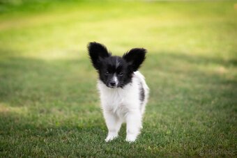 Papillon s PP - 8