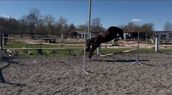 Klisna pony - 8