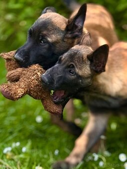 BELGICKÝ OVČÁK MALINOIS - ŠTĚŇATA - 8