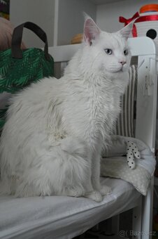 Mainská mývalí - maine coon - MCO - 2 MODROOKE KOŤÁTKA - 8
