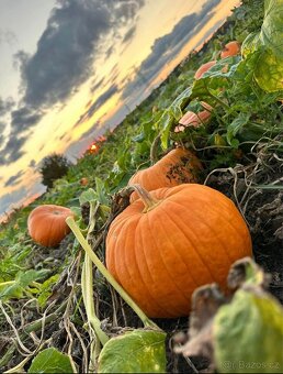 Krmná mrkev, řepa a jiné komodity - 8